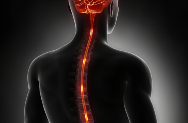 https://www.novainterventionalpain.com/wp-content/uploads/2022/04/Spinal-cord-nerve-energy-impulses-into-brain.png